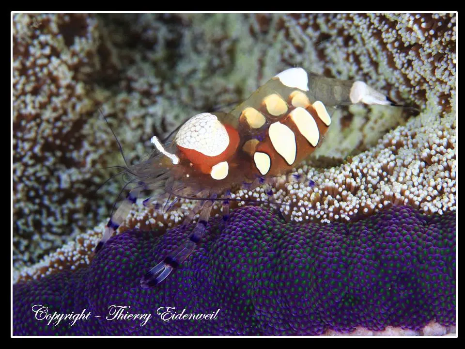Anilao Macro Dive Media Highlight